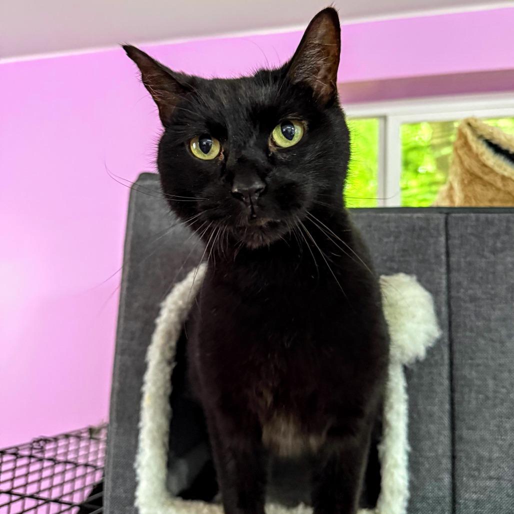 Enlarge Claim Jumper Josephine, a Adoptable Domestic Short Hair in Boerne, TX image 3/6