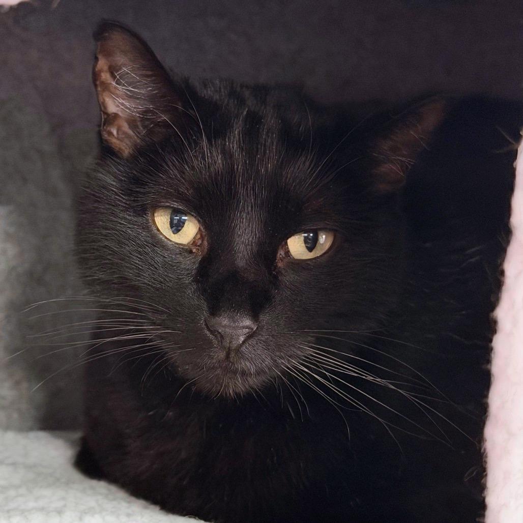 Enlarge Claim Jumper Josephine, a Adoptable Domestic Short Hair in Boerne, TX image 4/6