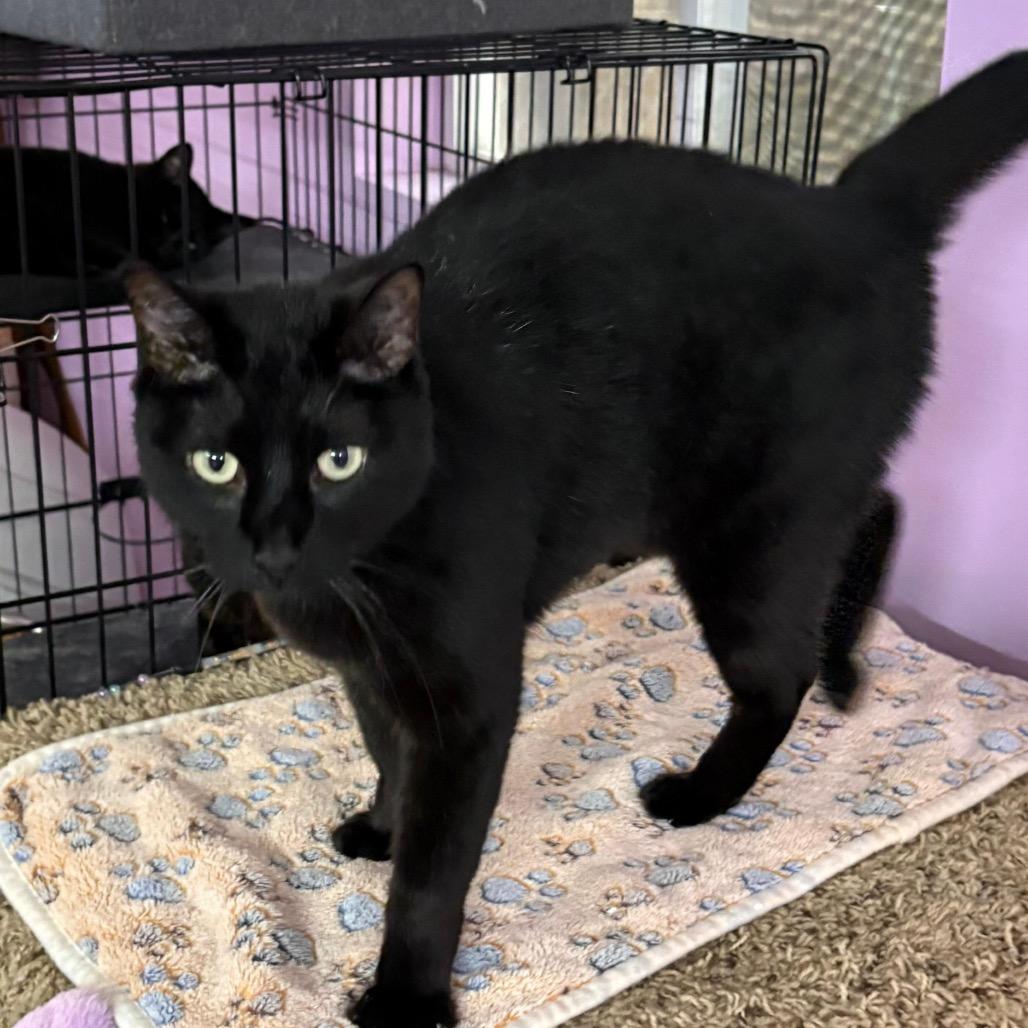 Enlarge Claim Jumper Josephine, a Adoptable Domestic Short Hair in Boerne, TX image 5/6