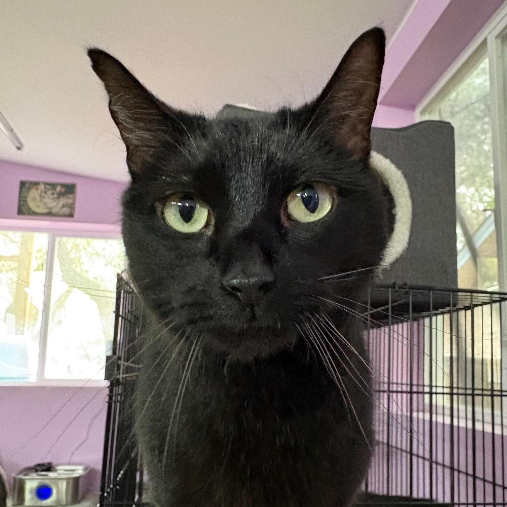 Enlarge Claim Jumper Josephine, a Adoptable Domestic Short Hair in Boerne, TX image 6/6