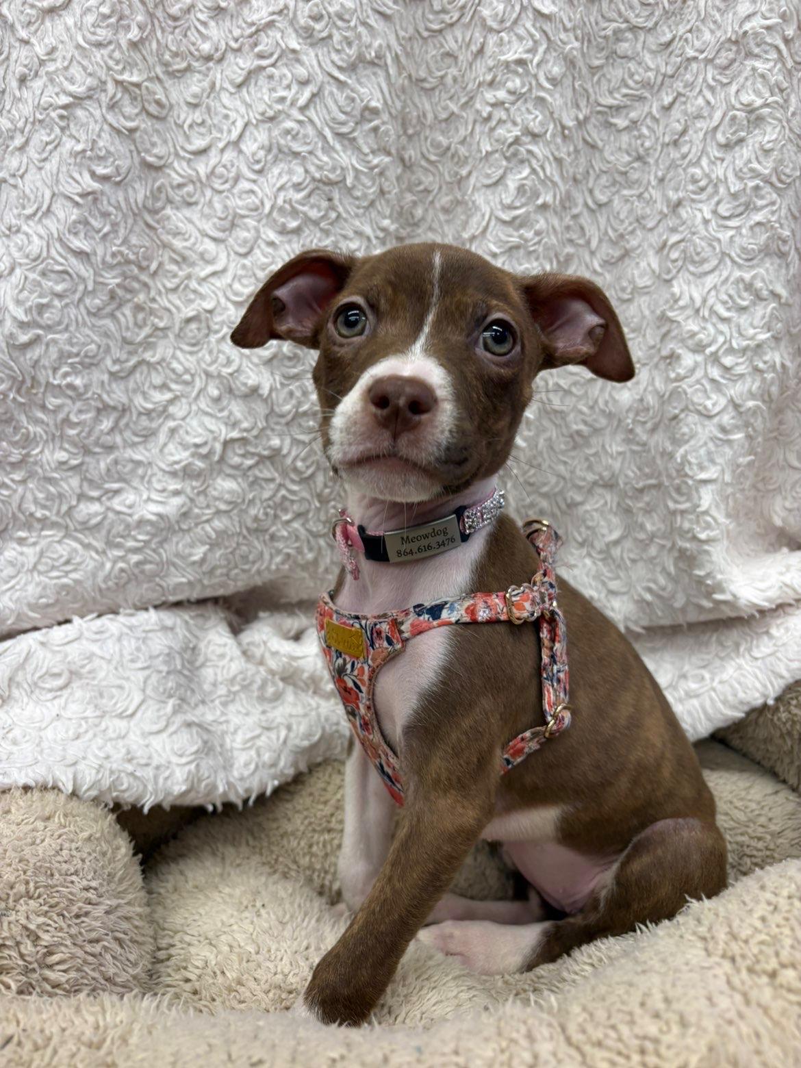 Enlarge Sarah, a Adoptable mixed breed in Awendaw, SC image 1/1