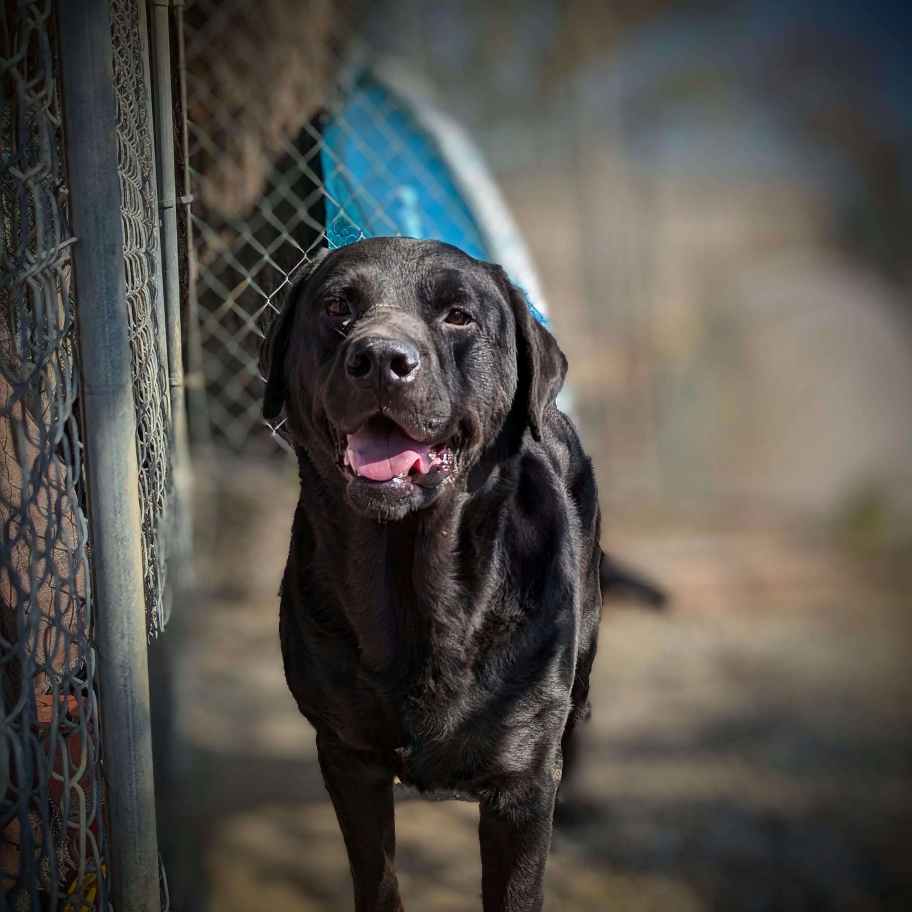 Draco, Senior Male Rottweiler