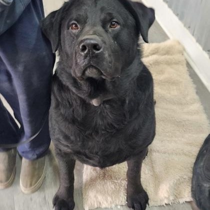 Enlarge Draco, a Adoptable mixed breed in Valley Falls, KS image 2/2