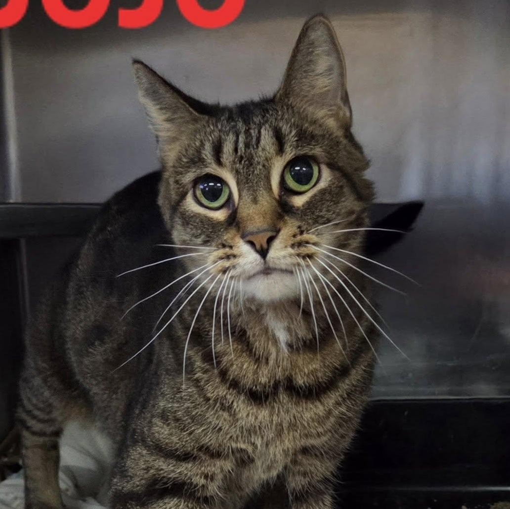 Jojo, Adoptable, Senior Female Tabby.