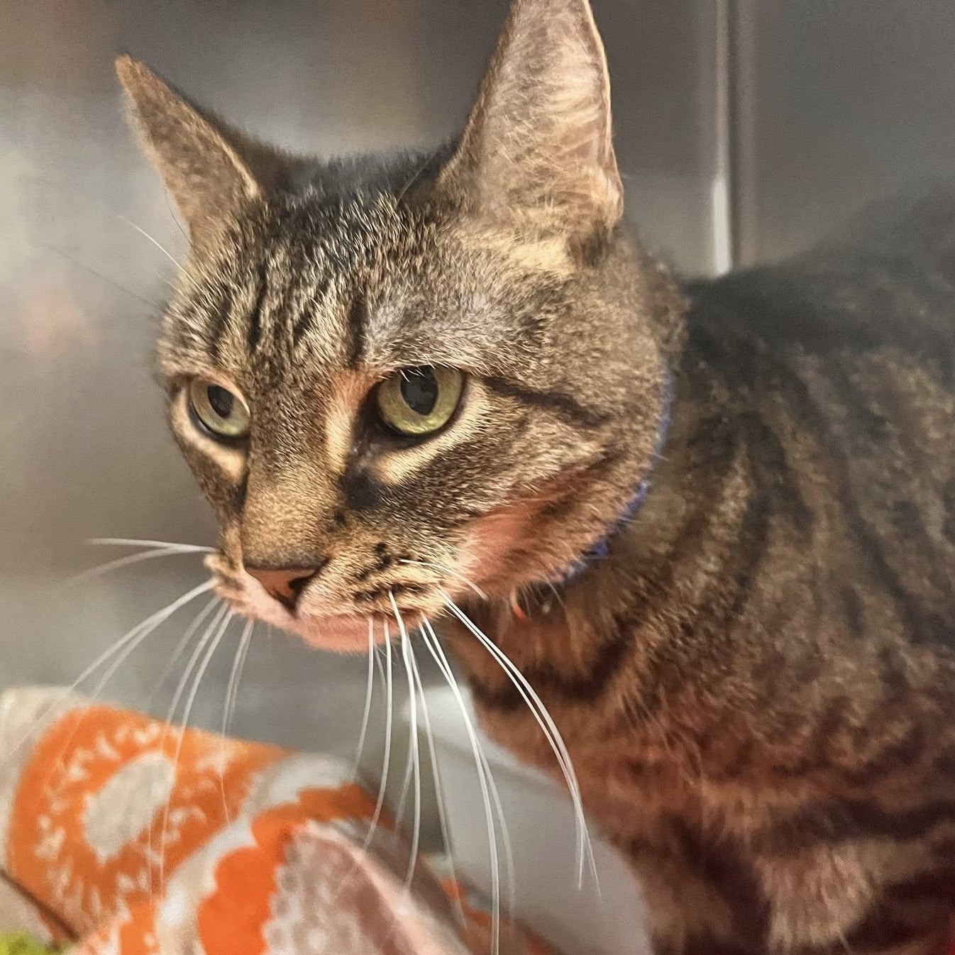 Jojo, a Adoptable Tabby in Martinsburg, WV image 2/2