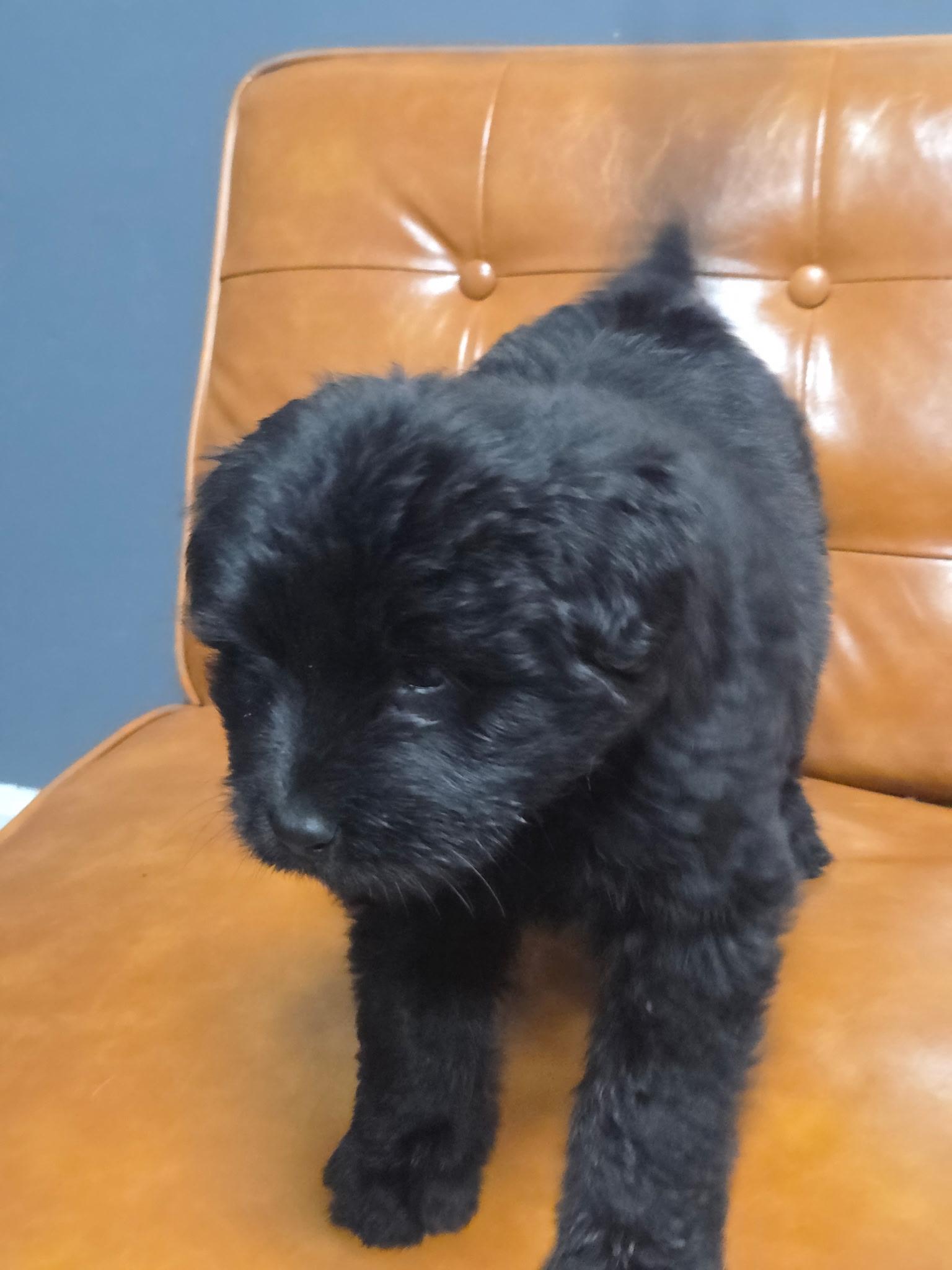 Mochi, an adoptable Schnoodle in Brentwood, TN, 37024 | Photo Image 1