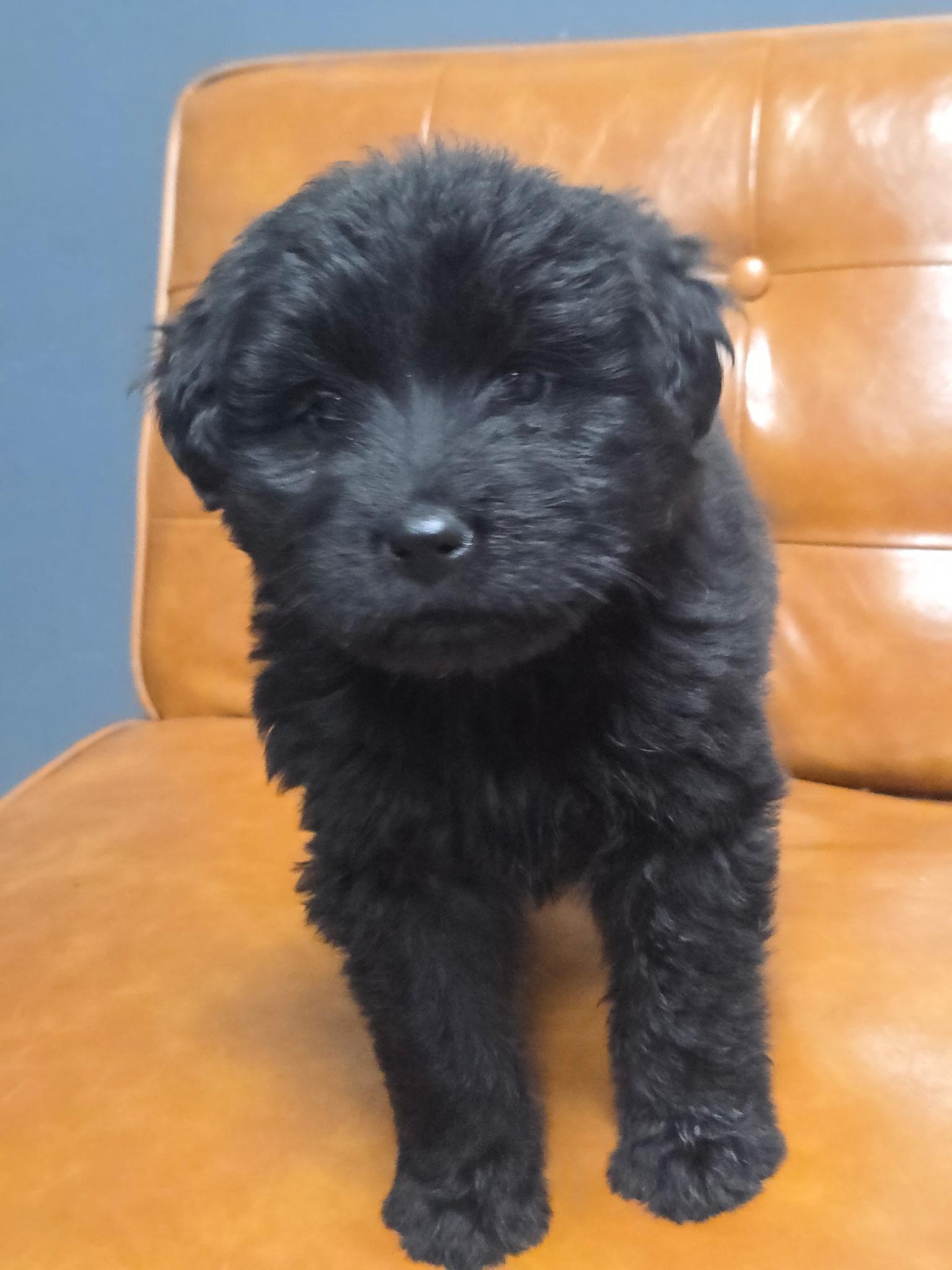 Mochi, an adoptable Schnoodle in Brentwood, TN, 37024 | Photo Image 2