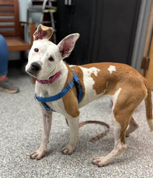 Pearl, a Adoptable mixed breed in Sayreville, NJ image 1/3