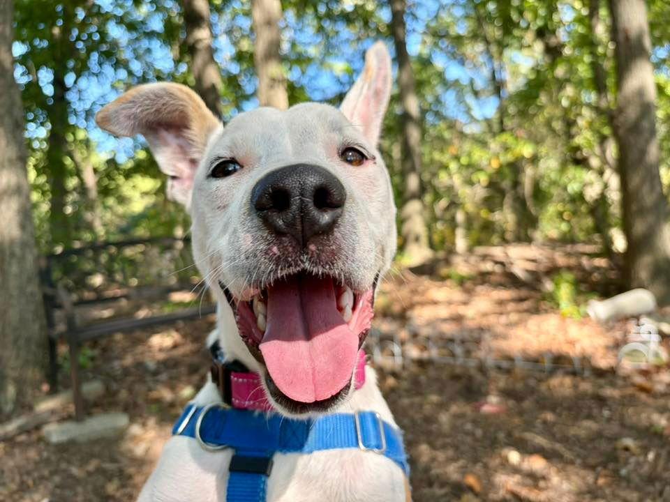 Pearl, a Adoptable mixed breed in Sayreville, NJ image 2/3