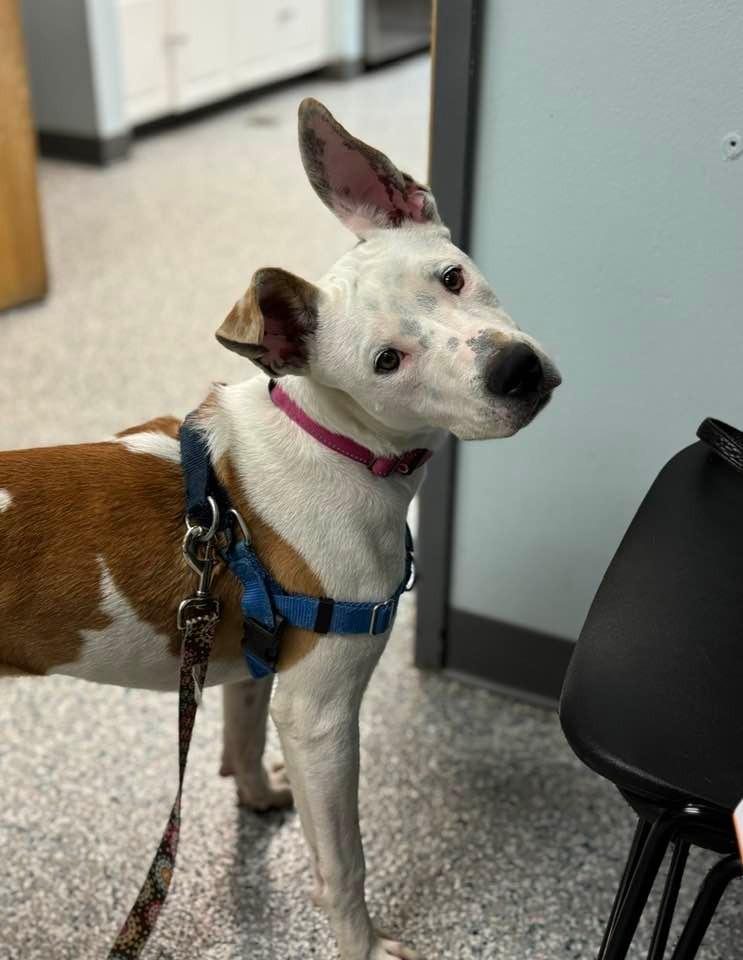 Pearl, a Adoptable mixed breed in Sayreville, NJ image 3/3