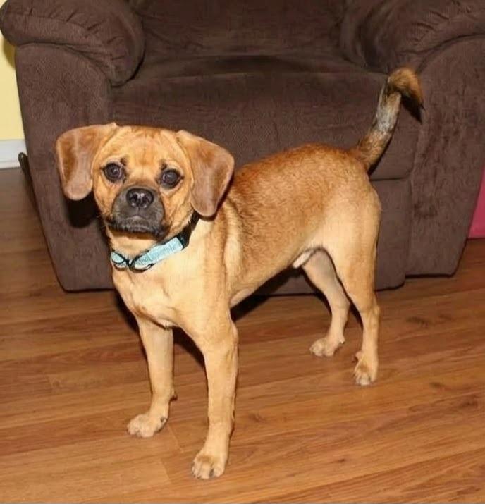 Enlarge Chunk, a Adoptable mixed breed in Fond Du Lac, WI image 2/4