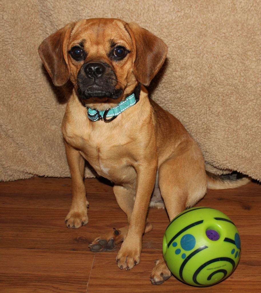 Enlarge Chunk, a Adoptable mixed breed in Fond Du Lac, WI image 3/4
