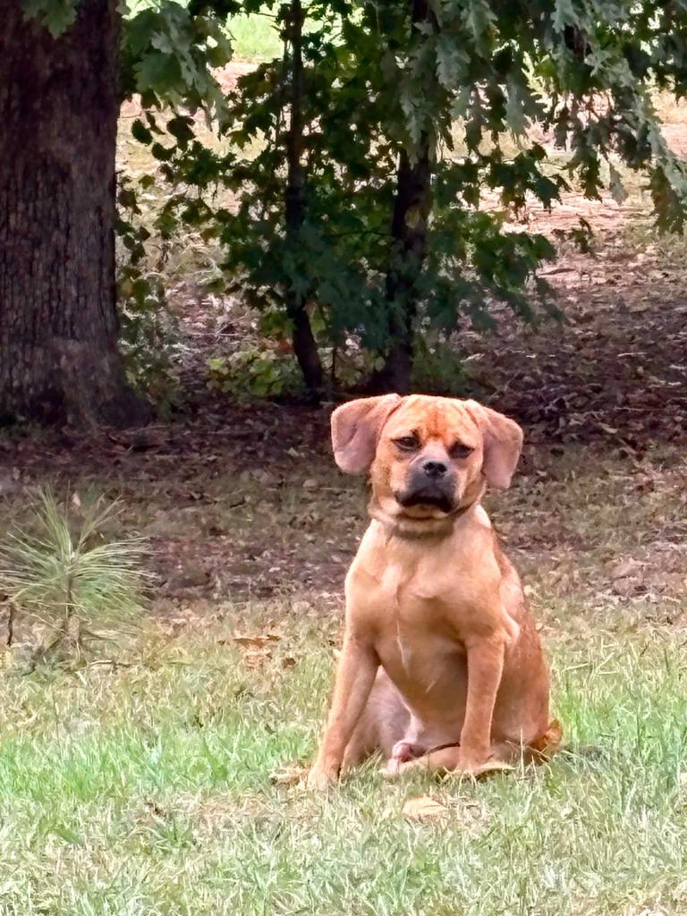 Enlarge Chunk, a Adoptable mixed breed in Fond Du Lac, WI image 4/4
