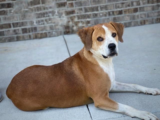 Cubby, a Adoptable mixed breed in Dalton, GA image 2/6
