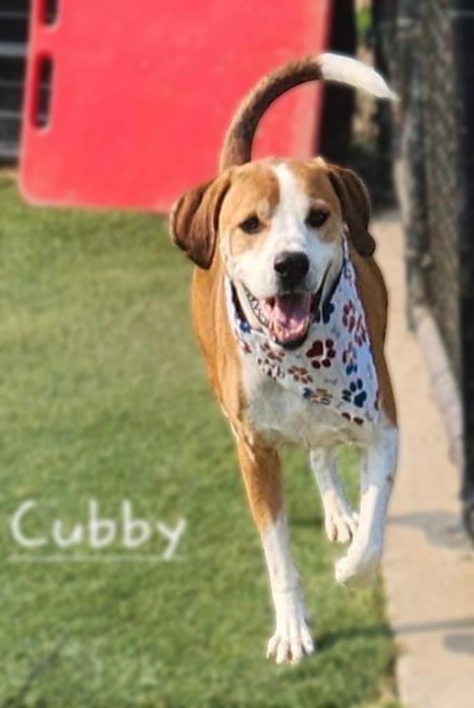 Enlarge Cubby, a Adoptable mixed breed in Dalton, GA image 6/6