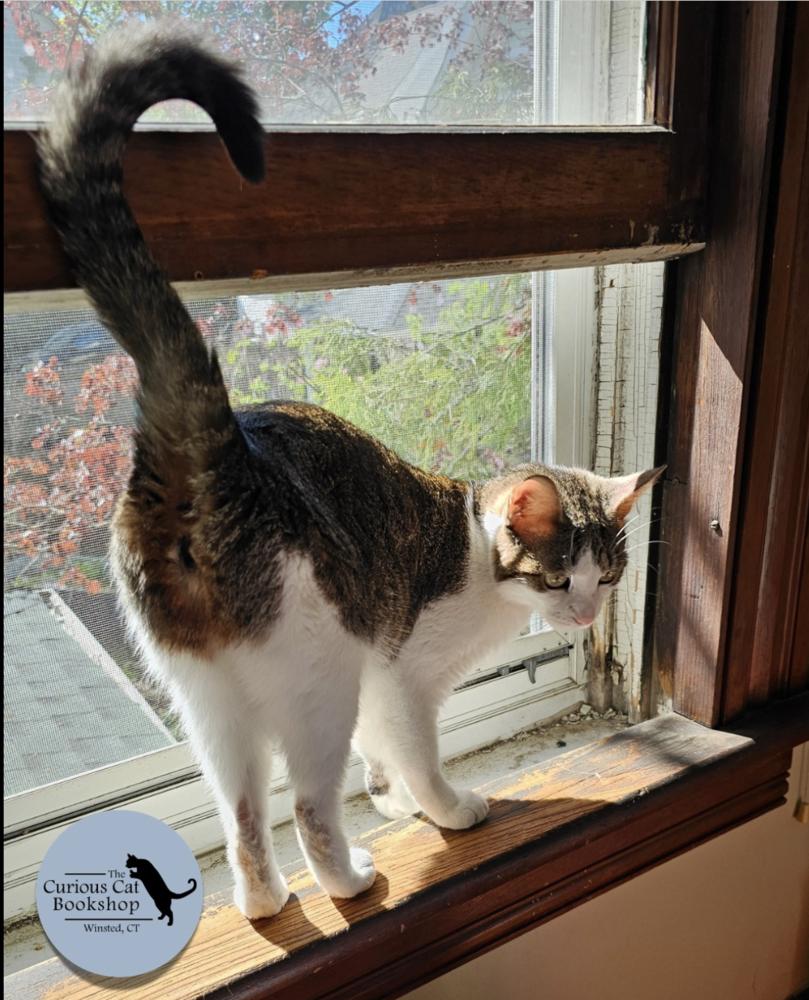 Cerulean Sea Mama: Zoe, Adoptable, Young Female Tabby.
