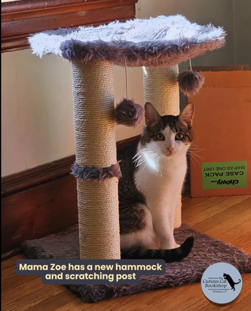 Cerulean Sea Mama: Zoe, a Adoptable mixed breed in Warren, CT image 3/6