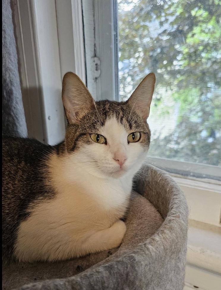 Cerulean Sea Mama: Zoe, a Adoptable mixed breed in Warren, CT image 6/6