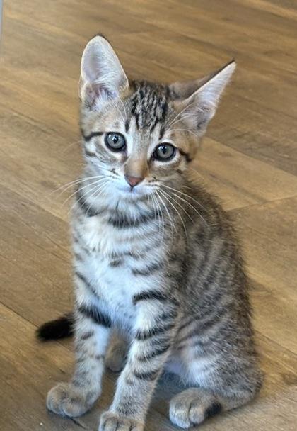 Emerald**Currently at Lone Mountain Memory Care**, Adoptable, Kitten Female Domestic Short Hair & Domestic Short Hair.