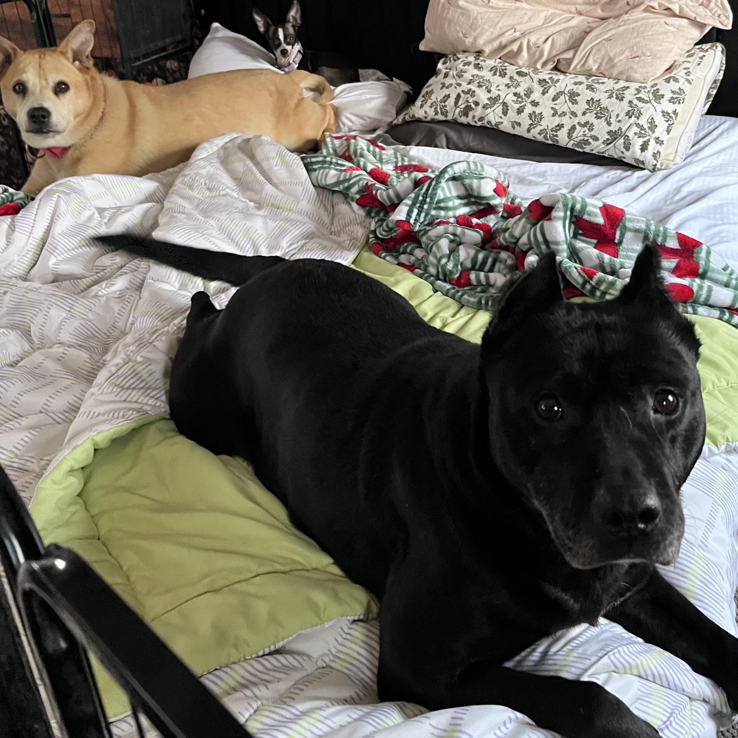 Enlarge Kelsie (Fee SPONSORED), a Adoptable mixed breed in Portland, ME image 2/5