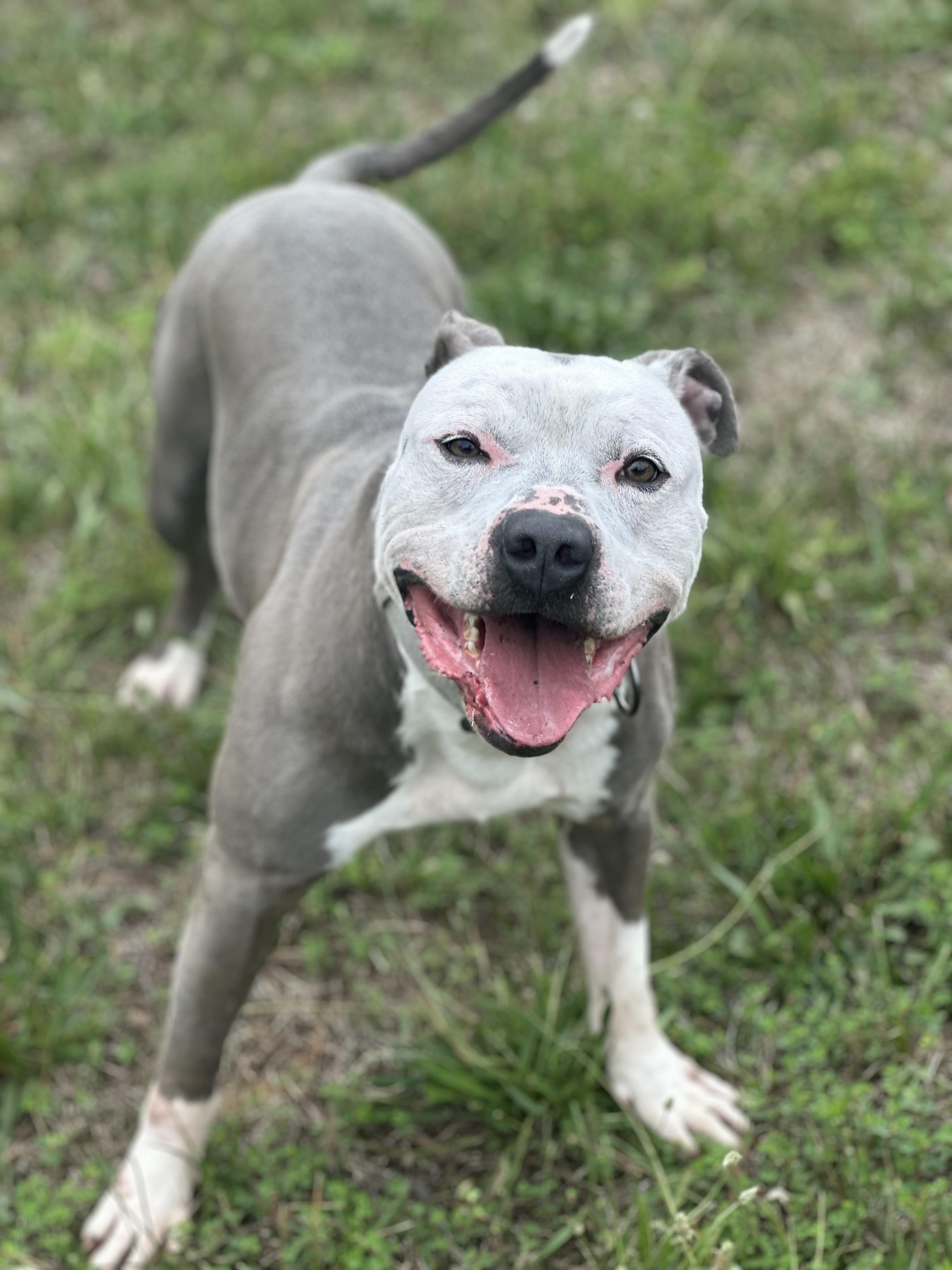 Rocky, a ADOPTABLE mixed breed in Stafford, VA image 2/3