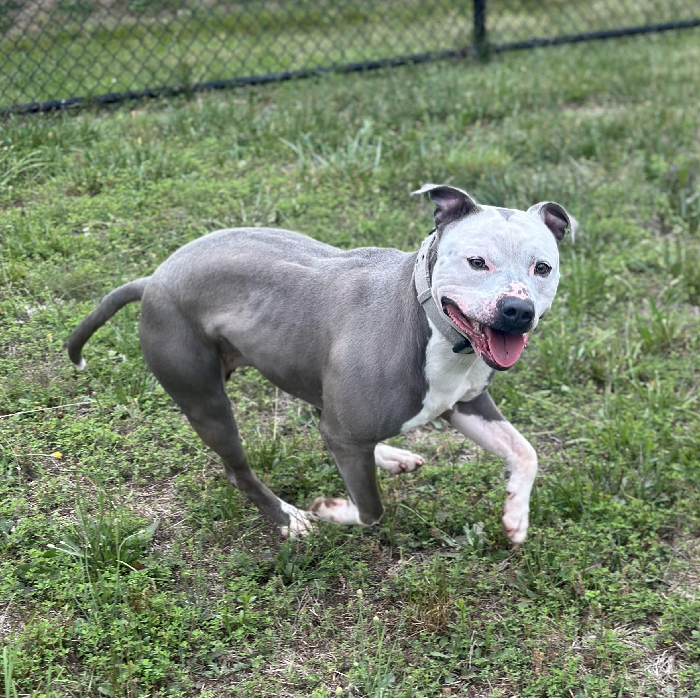 Rocky, a ADOPTABLE mixed breed in Stafford, VA image 1/3