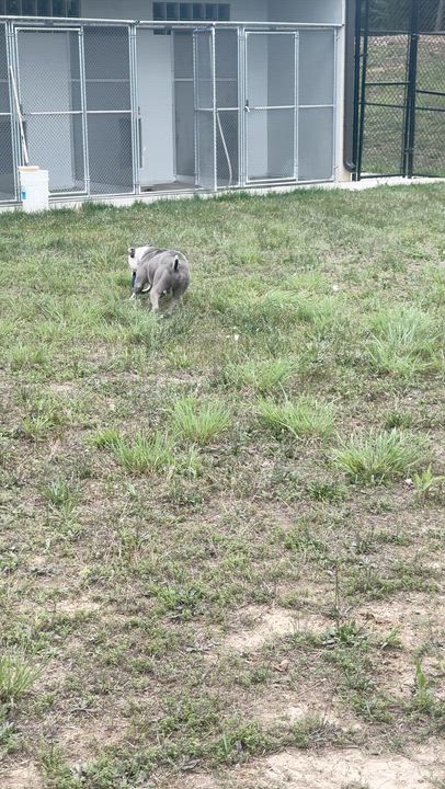 Enlarge Rocky, a ADOPTABLE mixed breed in Stafford, VA video 3/3