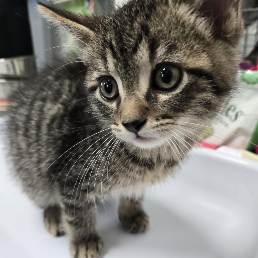 Gregory #405, Adoptable, Kitten Male Domestic Short Hair.
