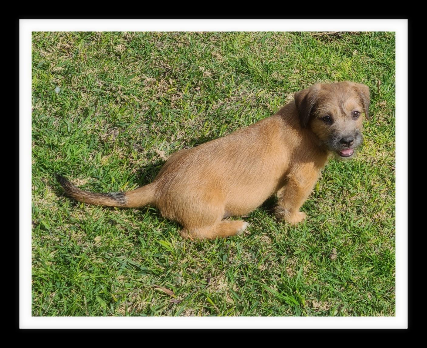 ALFIE (PLEASE submit an application @ southernstaranimalerescue.org )