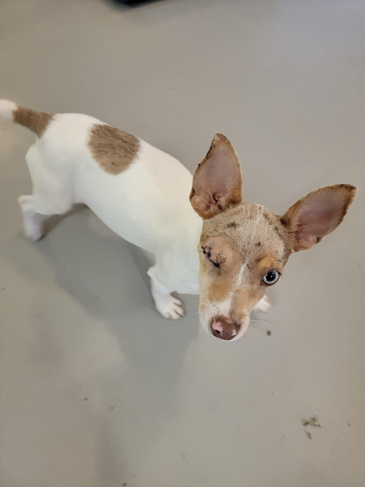 Enlarge Maggie, a ADOPTABLE Rat Terrier in Van Alstyne, TX image 5/6