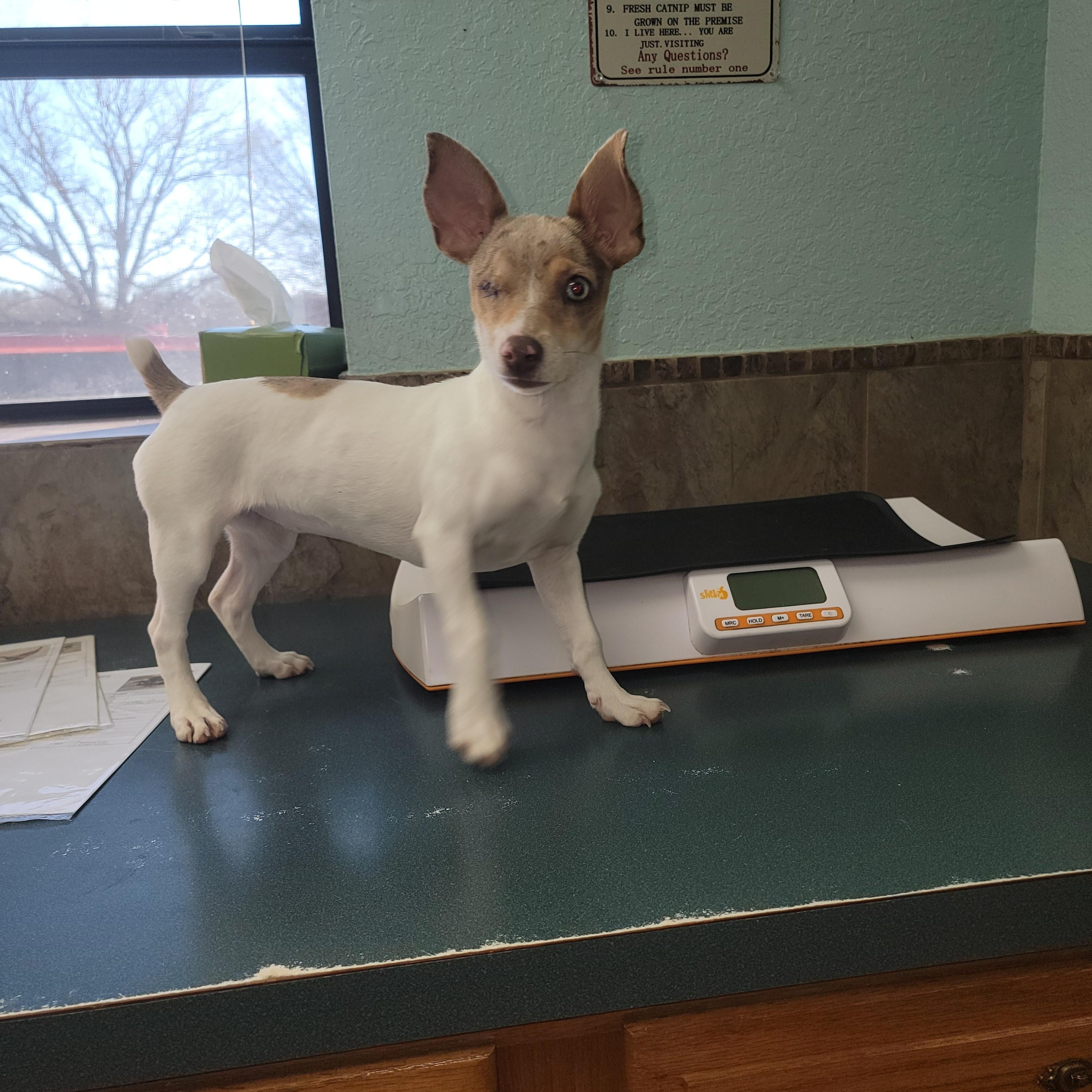 Enlarge Maggie, a ADOPTABLE Rat Terrier in Van Alstyne, TX image 1/6