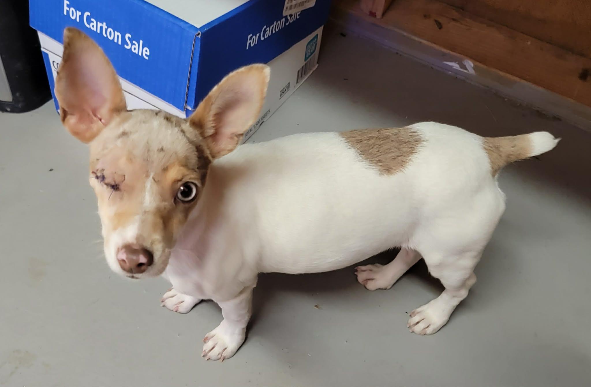 Enlarge Maggie, a ADOPTABLE Rat Terrier in Van Alstyne, TX image 4/6