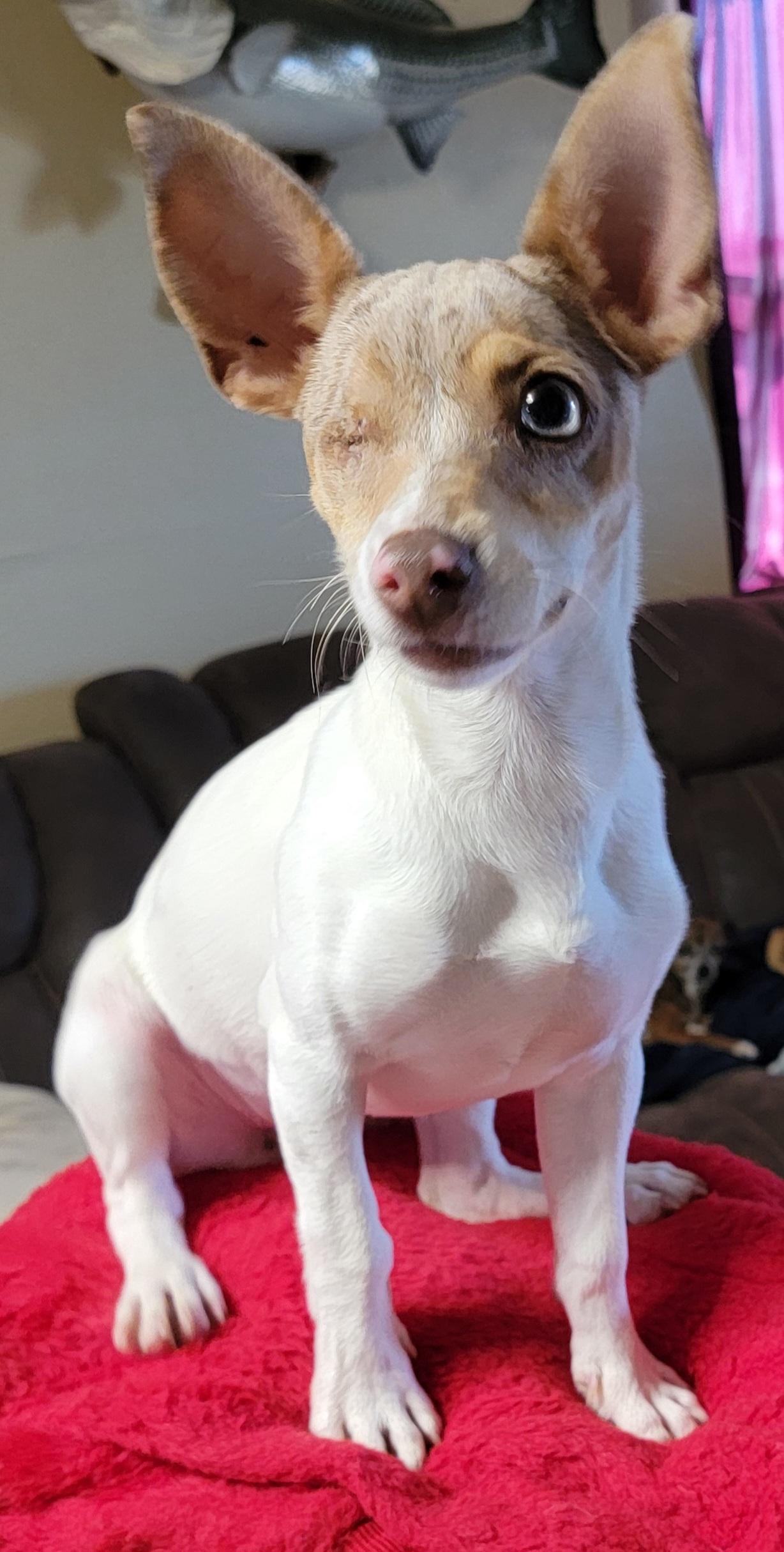 Maggie, ADOPTABLE, Young Female Rat Terrier.
