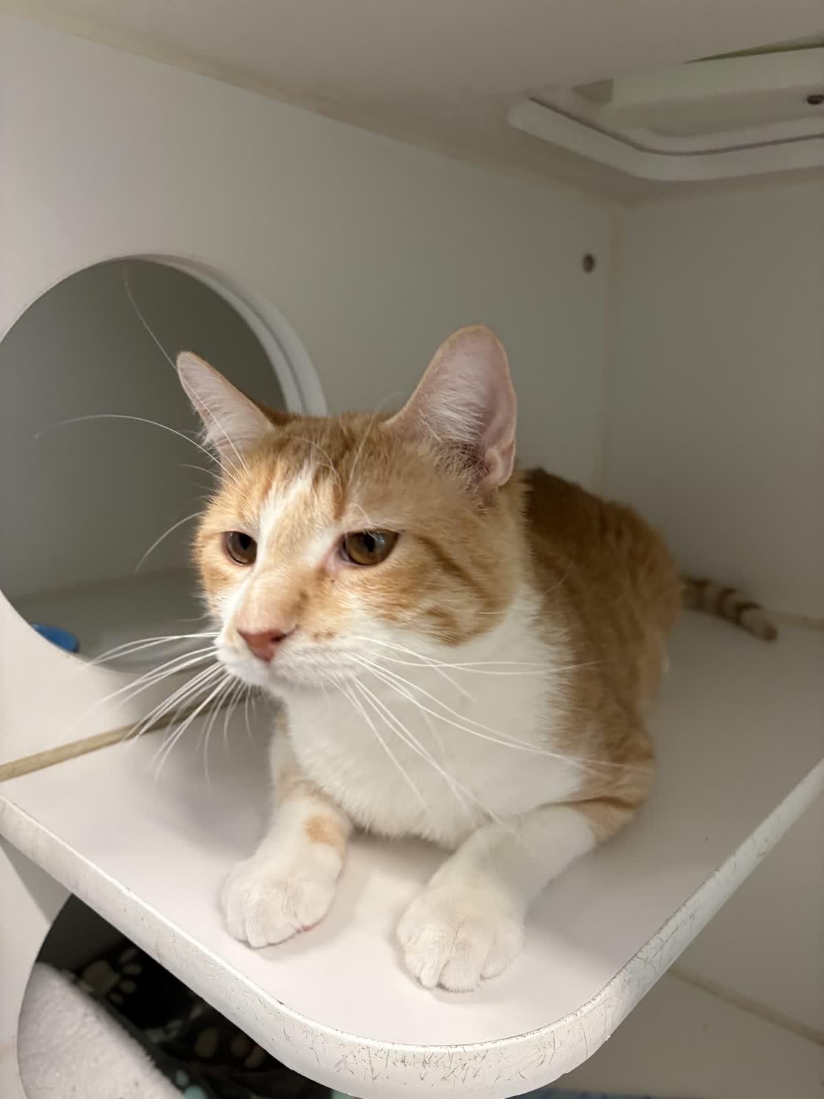 Enlarge Percival , a ADOPTABLE Domestic Short Hair in Hillsboro, MO image 3/4