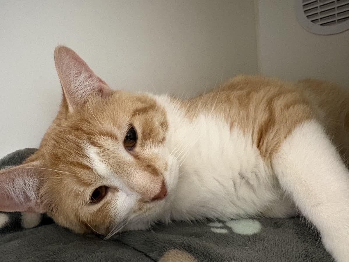 Enlarge Percival , a ADOPTABLE Domestic Short Hair in Hillsboro, MO image 2/4