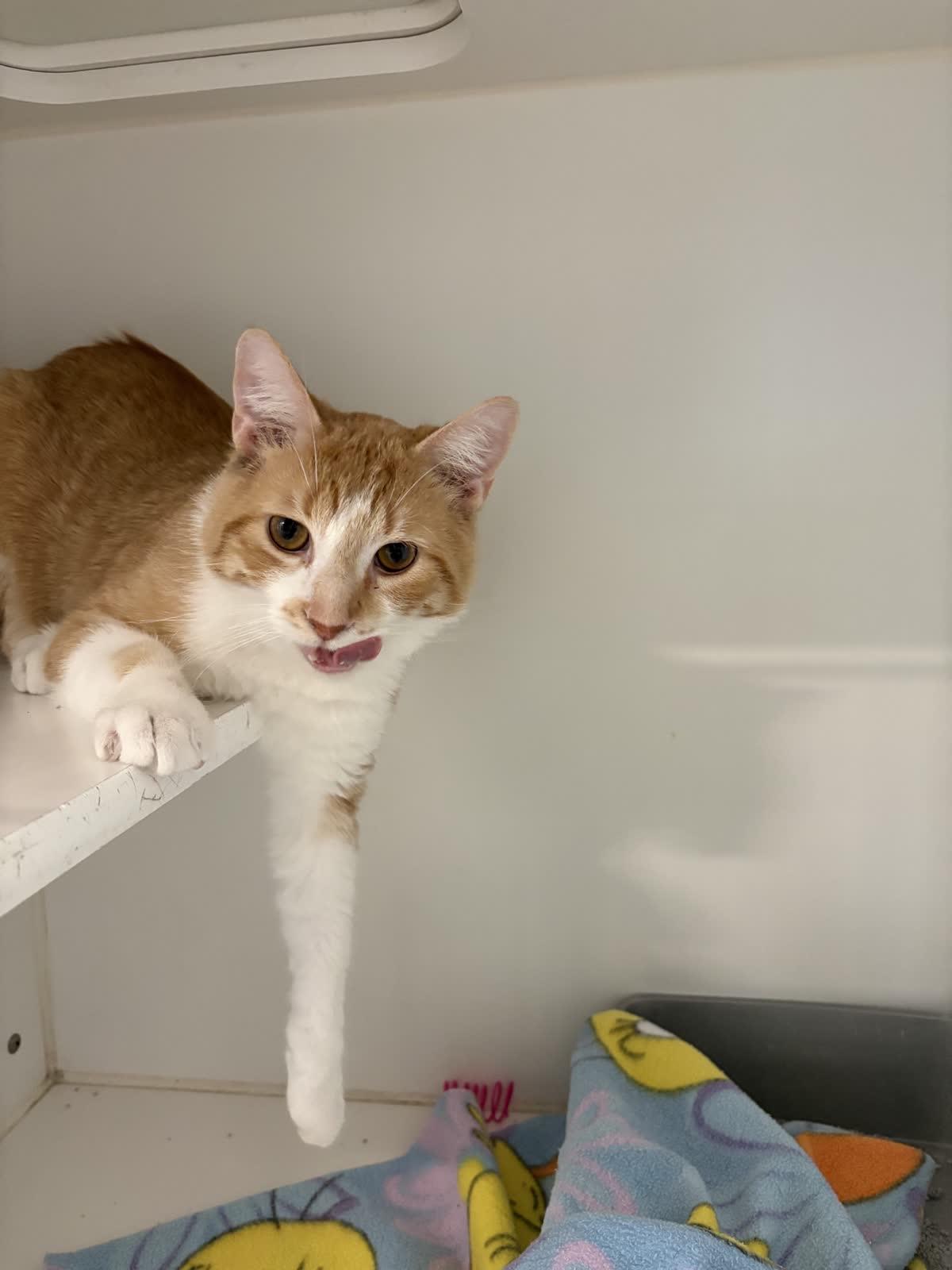 Enlarge Percival , a ADOPTABLE Domestic Short Hair in Hillsboro, MO image 4/4