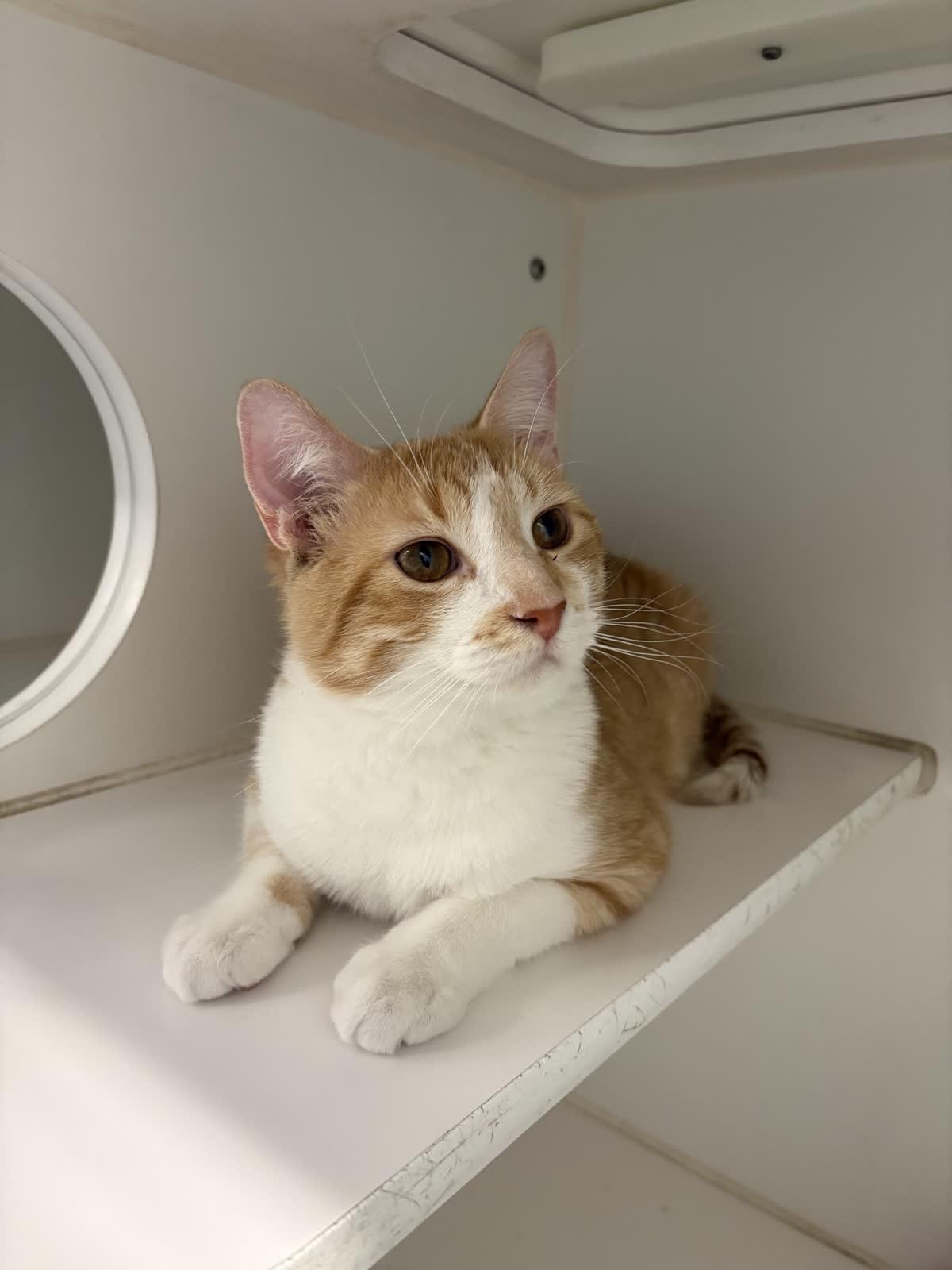 Enlarge Percival , a ADOPTABLE Domestic Short Hair in Hillsboro, MO image 1/4