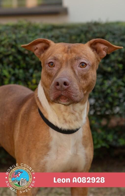 Leon, Adoptable, Adult Male American Bulldog.