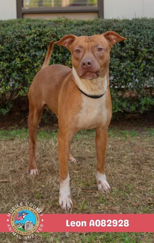 Enlarge Leon, a Adoptable American Bulldog in Mobile, AL image 2/2