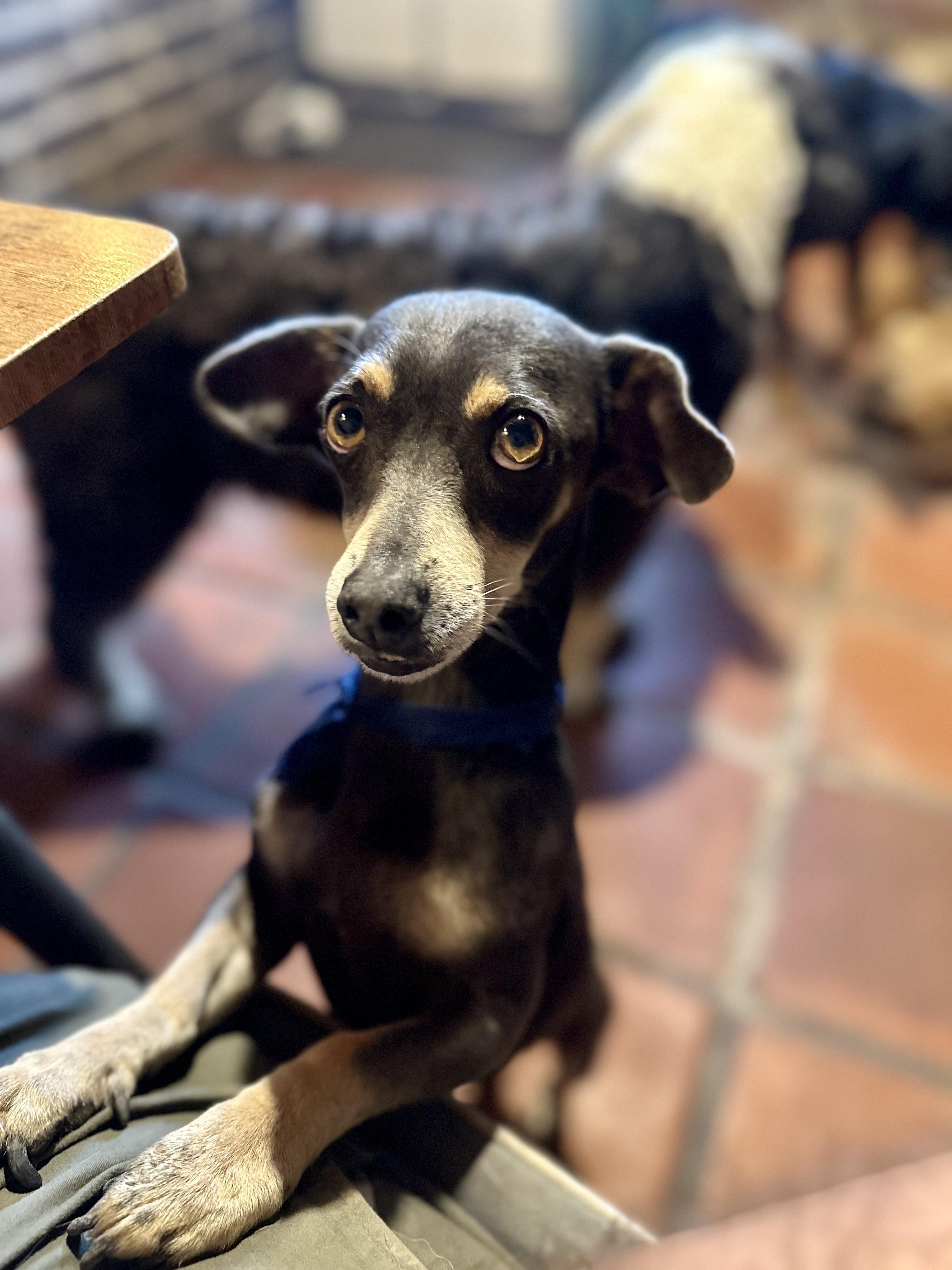 Enlarge Béto, an adopted mixed breed in Encino, CA image 3/6