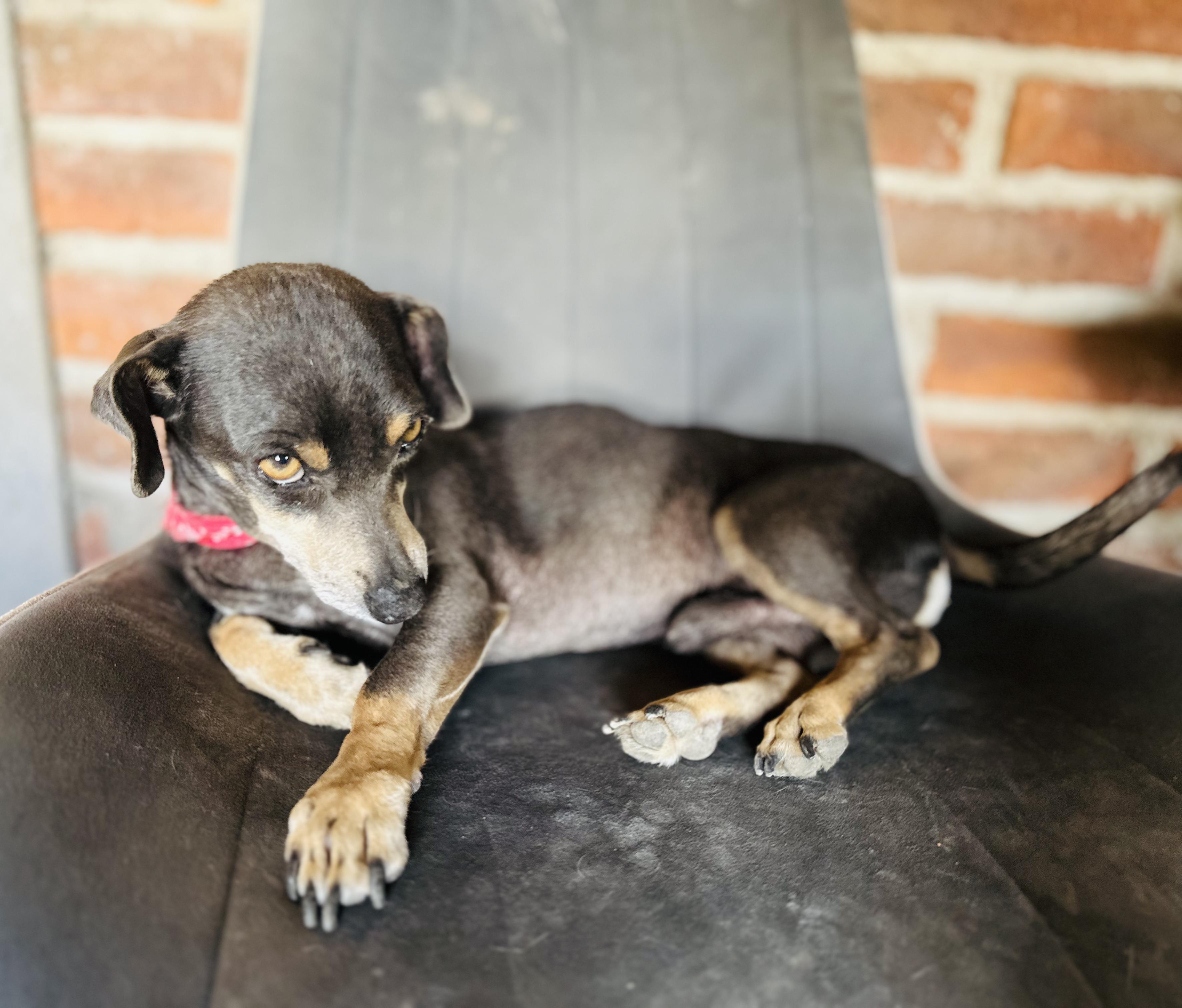 Enlarge Béto, an adopted mixed breed in Encino, CA image 6/6
