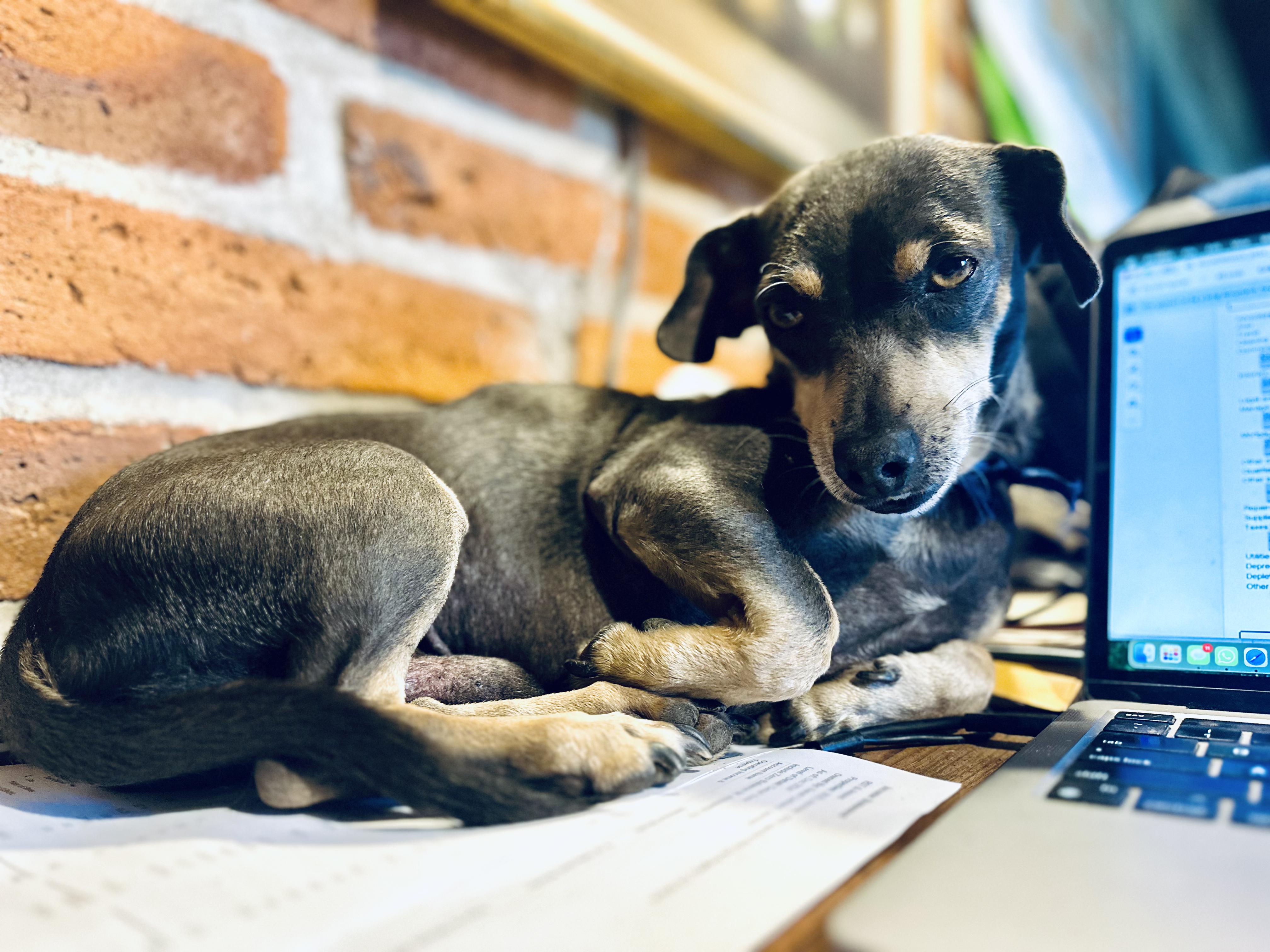 Enlarge Béto, an adopted mixed breed in Encino, CA image 5/6