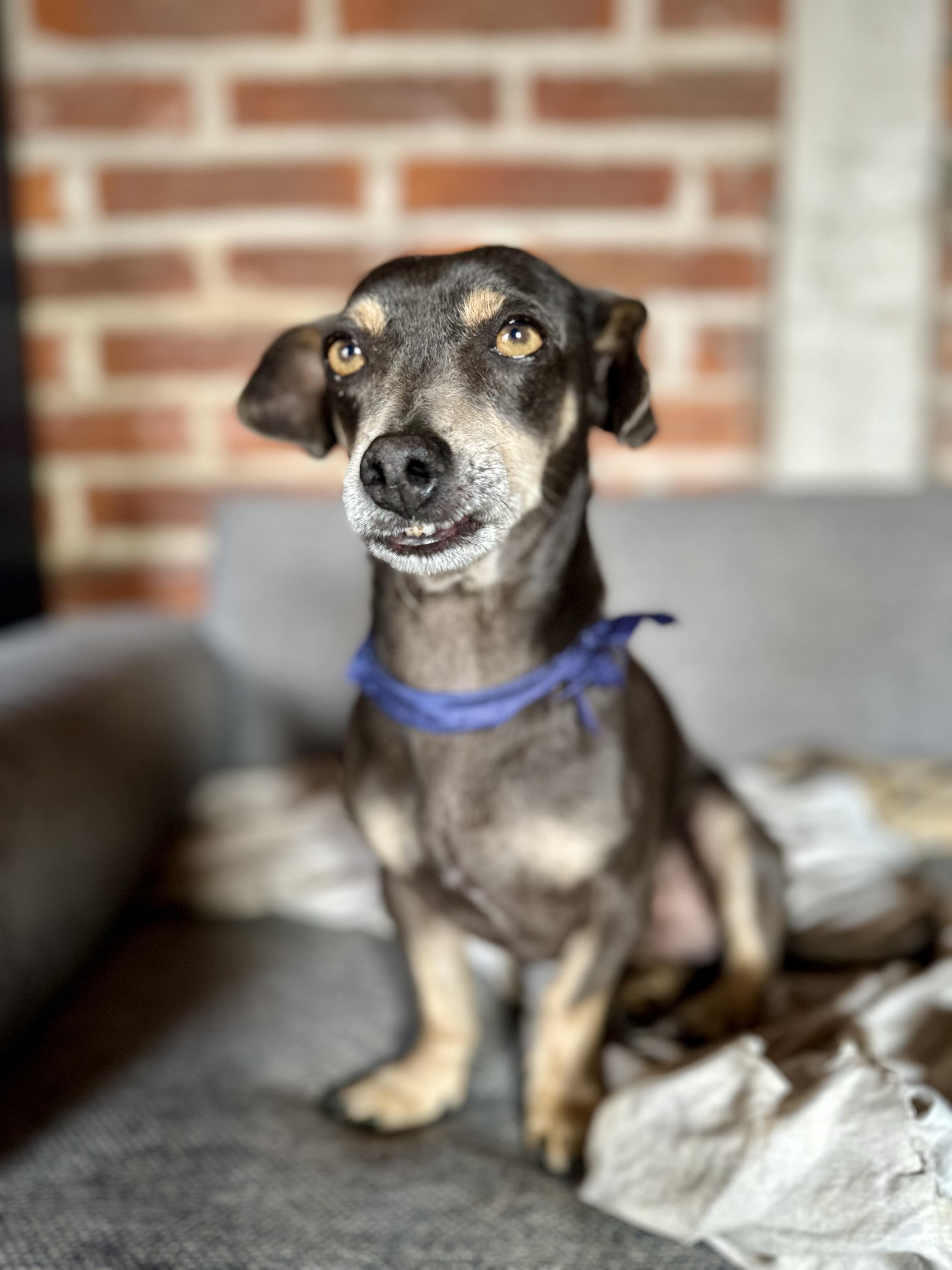 Enlarge Béto, an adopted mixed breed in Encino, CA image 1/6