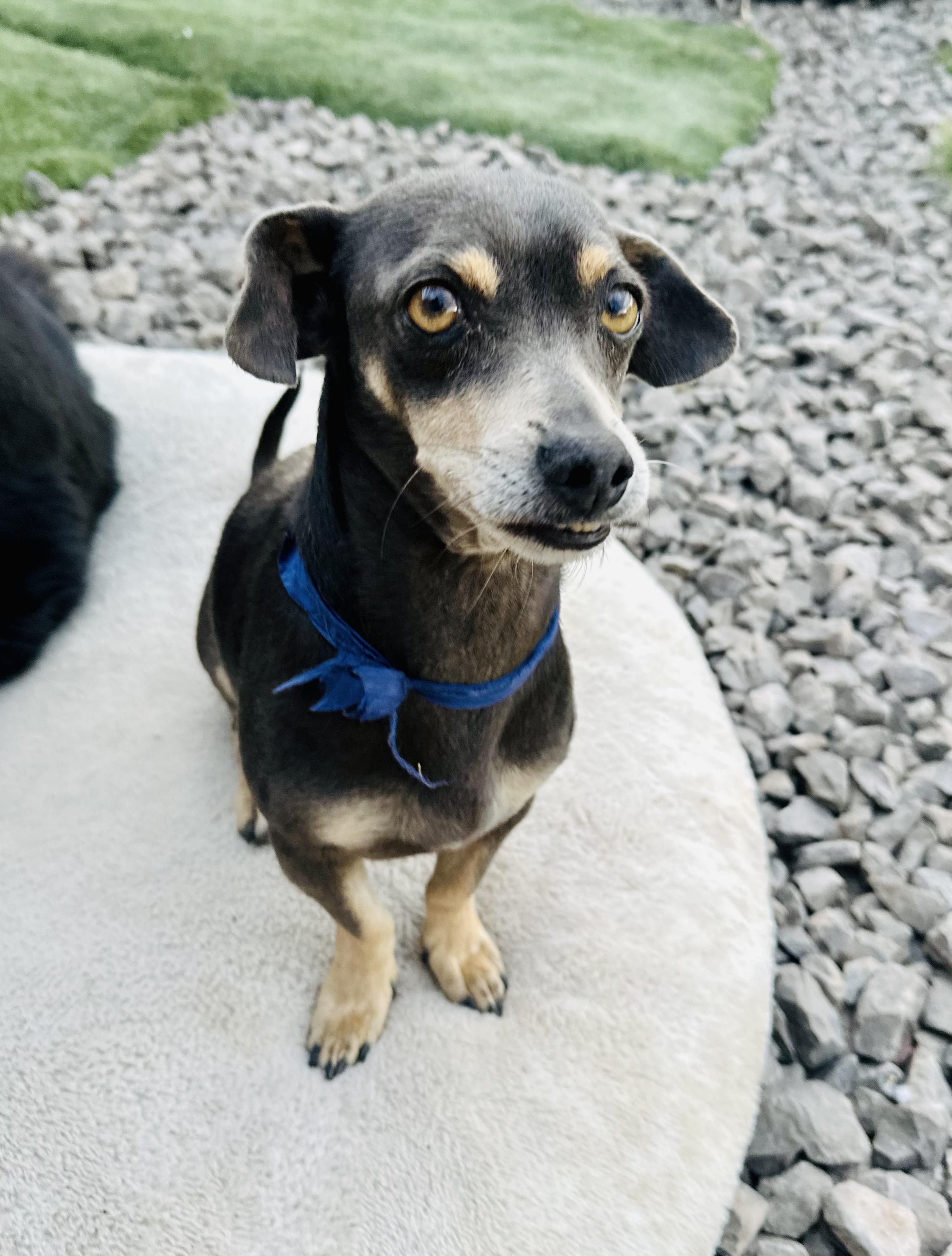 Enlarge Béto, an adopted mixed breed in Encino, CA image 4/6