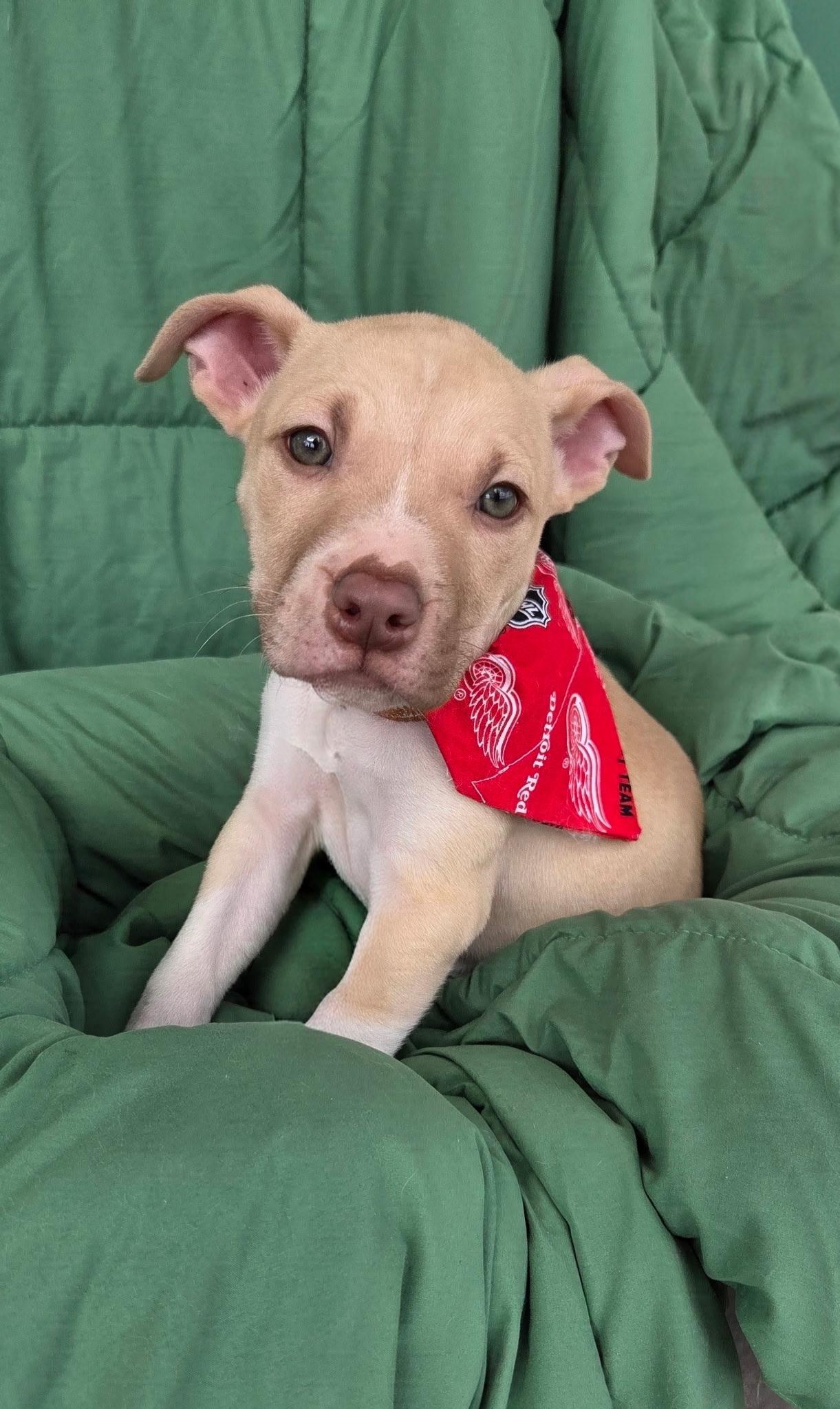Enlarge Max, a Adoptable mixed breed in White Lake, MI image 6/6