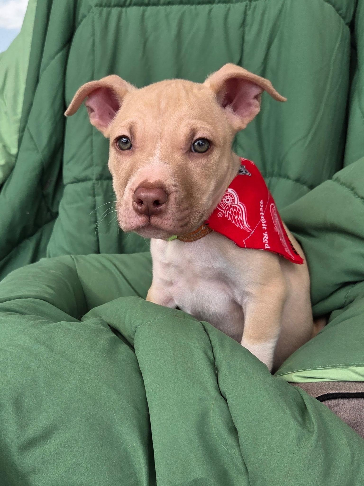 Enlarge Max, a Adoptable mixed breed in White Lake, MI image 2/6