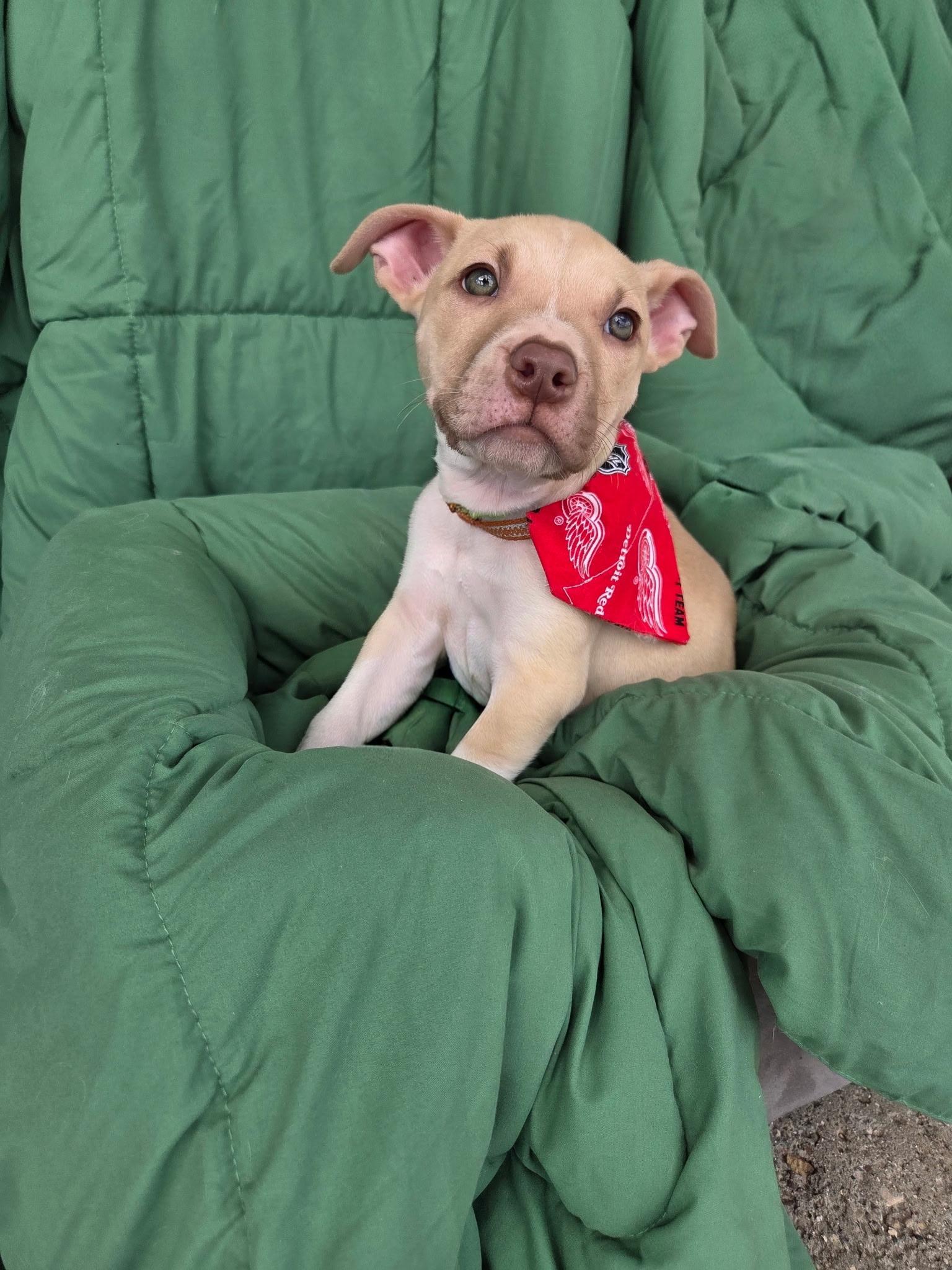 Enlarge Max, a Adoptable mixed breed in White Lake, MI image 3/6
