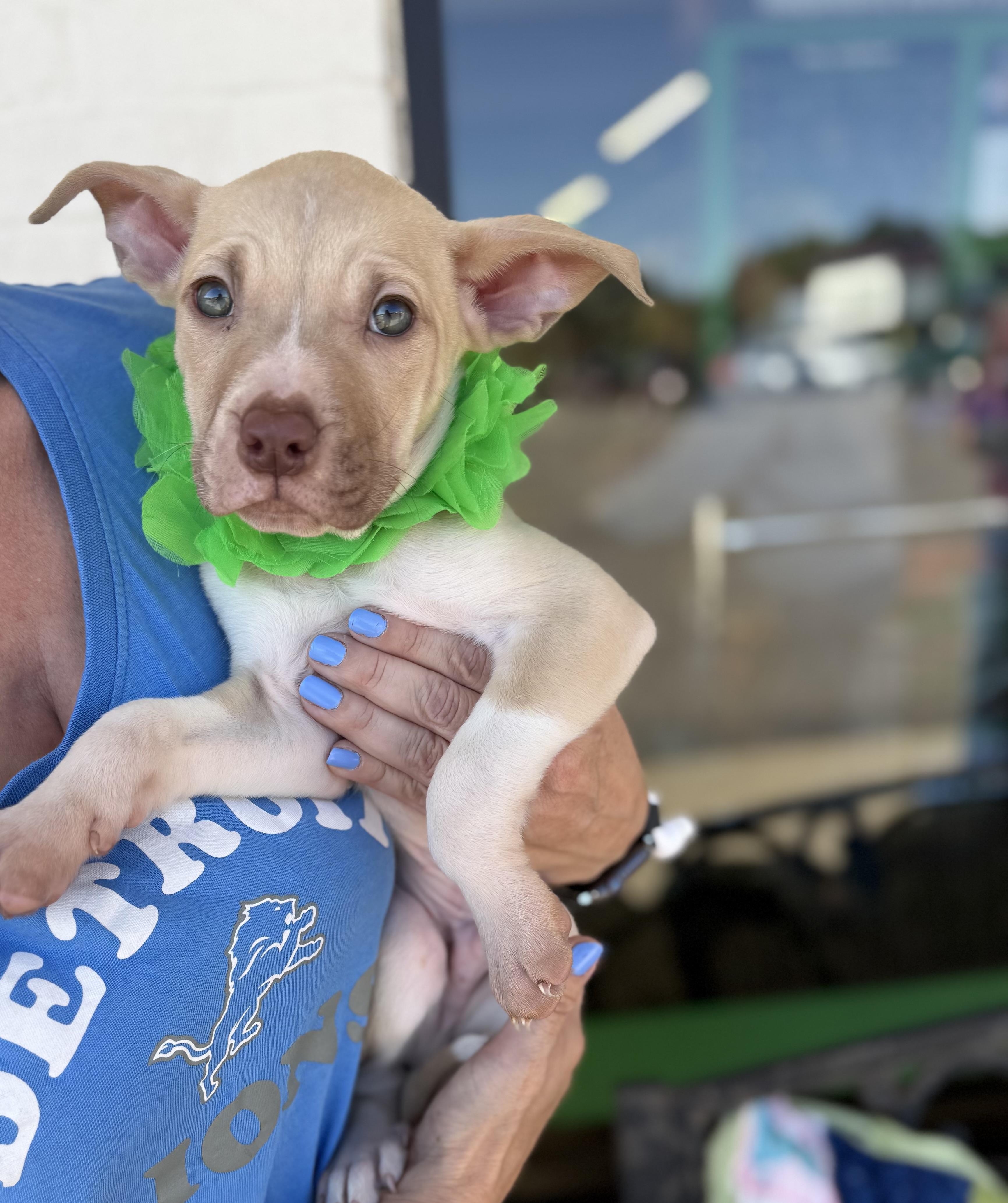 Enlarge Max, a Adoptable mixed breed in White Lake, MI image 4/6