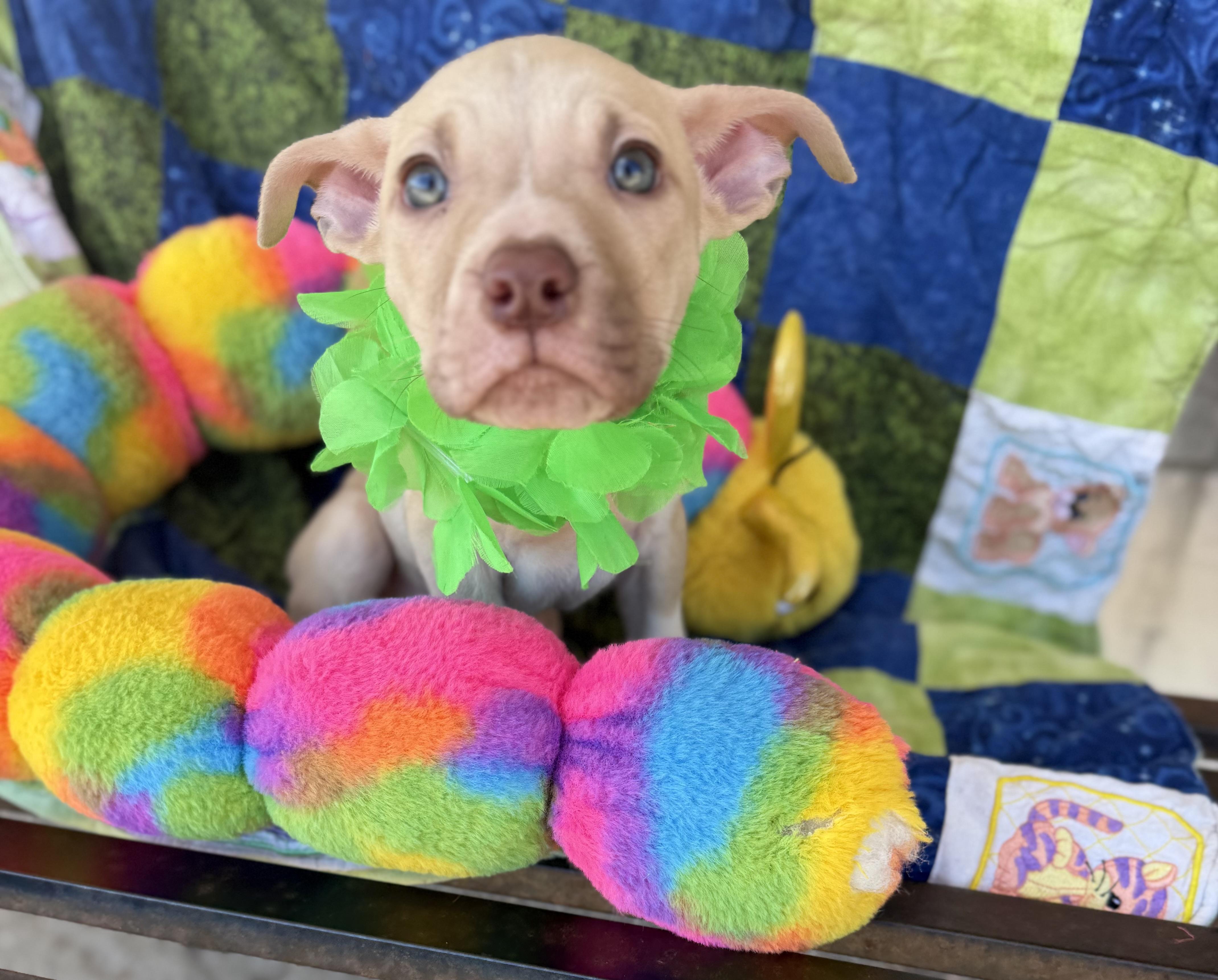 Enlarge Max, a Adoptable mixed breed in White Lake, MI image 5/6