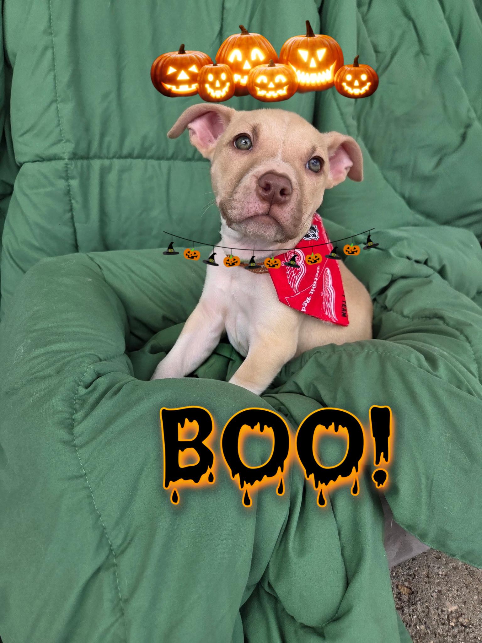 Enlarge Max, a Adoptable mixed breed in White Lake, MI image 1/6